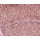 GAPDH Rabbit Polyclonal Antibody (100 μl)