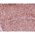 GAPDH Rabbit Polyclonal Antibody (100 μl)
