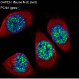 GAPDH Mouse Monoclonal Antibody (100 μl)