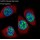 GAPDH Mouse Monoclonal Antibody (100 μl)