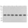GAPDH Mouse Monoclonal Antibody (100 μl)