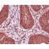 GAPDH Mouse Monoclonal Antibody (100 μl)