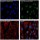 β-Tubulin Rabbit Polyclonal Antibody (100 μl)