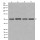 β-Tubulin Rabbit Polyclonal Antibody (100 μl)