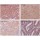 β-Tubulin Rabbit Polyclonal Antibody (100 μl)