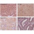 β-Tubulin Rabbit Polyclonal Antibody (100 μl)