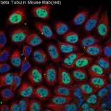 β-Tubulin Mouse Monoclonal Antibody (100 μl)
