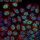 β-Tubulin Mouse Monoclonal Antibody (100 μl)