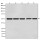 β-Tubulin Mouse Monoclonal Antibody (100 μl)