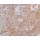 β-Tubulin Mouse Monoclonal Antibody (100 μl)
