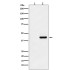 Myc-Tag Mouse Monoclonal Antibody (100 μl)