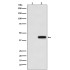 His-Tag Mouse Monoclonal Antibody (100 μl)