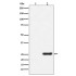 GST-Tag Mouse Monoclonal Antibody (100 μl)