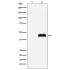 HA-Tag Mouse Monoclonal Antibody (100 μl)