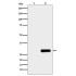 GFP-Tag Mouse Monoclonal Antibody (100 μl)
