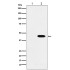 Flag-Tag Mouse Monoclonal Antibody (100 μl)