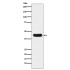 V5-Tag Mouse Monoclonal Antibody (100 μl)