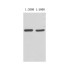 VSV-G-Tag Mouse Monoclonal Antibody (100 μl)