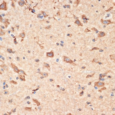 KO-Validated Bax Rabbit pAb (20 μl)