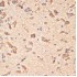 KO-Validated Bax Rabbit pAb (20 μl)