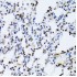 KD-Validated ERK1 Rabbit pAb (20 μl)