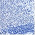 KD-Validated HDAC1 Rabbit pAb (20 μl)