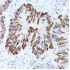 KO-Validated p53 Rabbit pAb (20 μl)