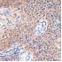 KO-Validated CDK2 Rabbit pAb (20 μl)