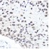 KO-Validated NBS1/NBN Rabbit pAb (20 μl)