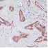 KO-Validated Rap1A Rabbit pAb (20 μl)