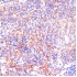 KO-Validated ROCK1 Rabbit pAb (20 μl)