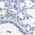 KO-Validated NCOA2 Rabbit pAb (20 μl)
