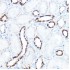 KO-Validated HK1 Rabbit pAb (20 μl)