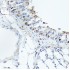 KO-Validated CDK4 Rabbit mAb (20 μl)