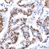 KO-Validated CDK9 Rabbit mAb (20 μl)