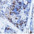 KO-Validated ERK2 Rabbit pAb (20 μl)
