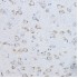 KD-Validated FAK Rabbit pAb (20 μl)