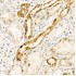 KO-Validated NADPH oxidase 4 (NOX4) Rabbit pAb (20 μl)