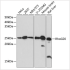 KO-Validated RhoGDI Rabbit mAb (20 μl)
