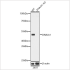 KO-Validated DNAJA1 Rabbit pAb (20 μl)