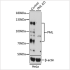 KO-Validated PML Rabbit pAb (20 μl)