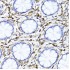 KD-Validated Vimentin Rabbit pAb (20 μl)