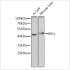 KO-Validated IKKγ Rabbit pAb (20 μl)