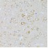 KO-Validated MEK1 Rabbit pAb (20 μl)