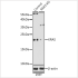 KO-Validated KRAS Rabbit pAb (20 μl)