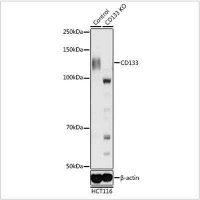 KO-Validated CD133 Rabbit pAb (20 μl)