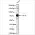KO-Validated FKBP10 Rabbit pAb (20 μl)