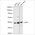 KO-Validated CDK7 Rabbit pAb (20 μl)