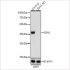 KO-Validated IDH1 Rabbit pAb (20 μl)