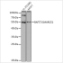 KO-Validated BAF57/SMARCE1 Rabbit pAb (20 μl)